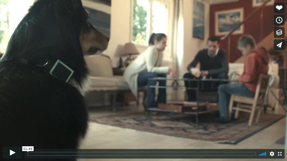 video weenect collier gps chien